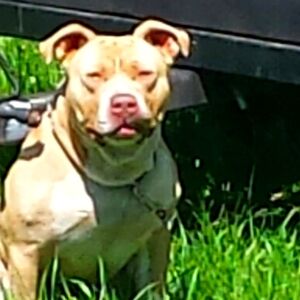 all 4 pairs of levis shorts